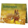 Postkartenbuch Eichhörnchen
