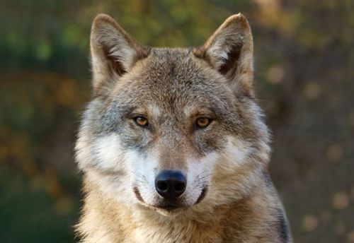 Platzset Wolf