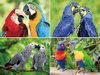 Platzset Papageien