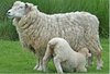 Schaf mit Baby