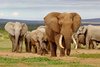 Elefanten Familie