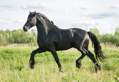 Pferd, schwarz