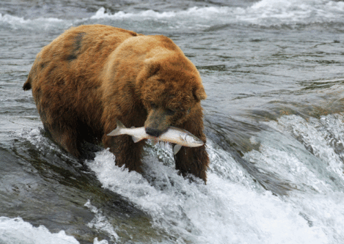 Grizzlybär fängt Lachs