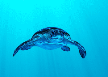 grüne Meeresschildkröte