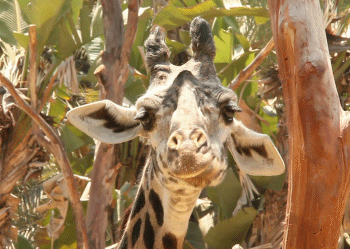 schmatzende Giraffe